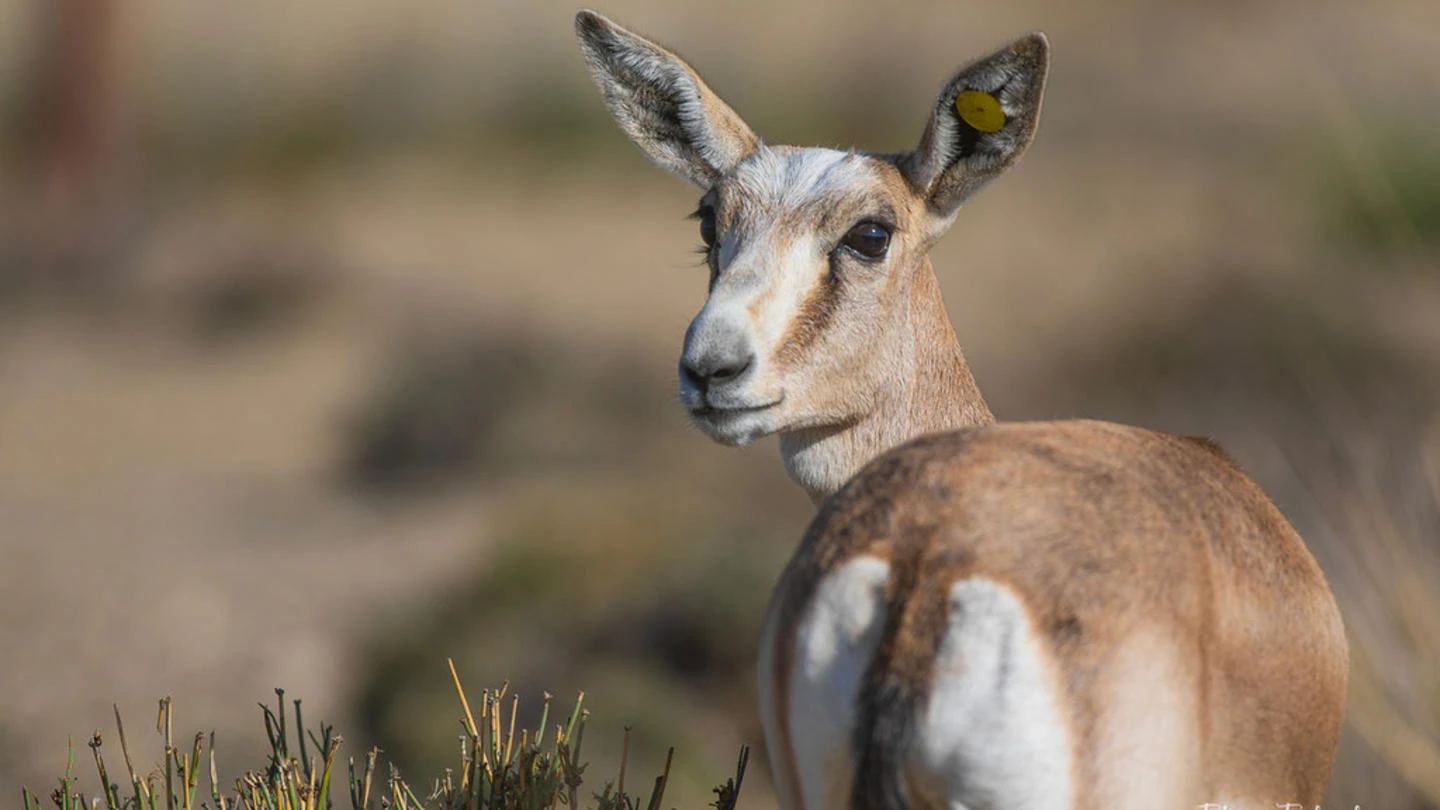 Goitered Gazelles of Kyrgyzstan: The Return of a Lost Symbol of the Steppe